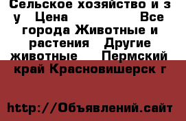 Сельское хозяйство и з/у › Цена ­ 2 500 000 - Все города Животные и растения » Другие животные   . Пермский край,Красновишерск г.